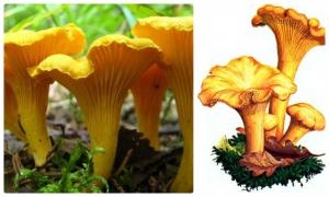 Загадки про грибы Подбор загадки про грибы по возрасту детей
